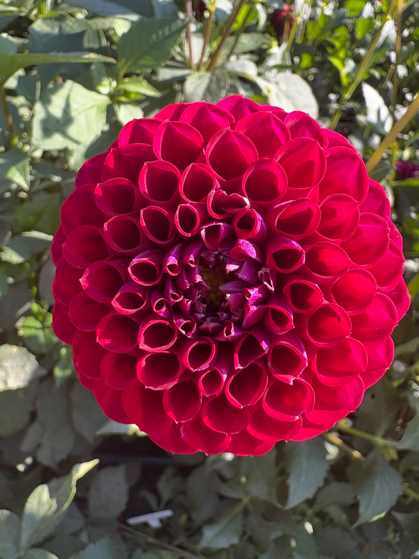Ball Maroon