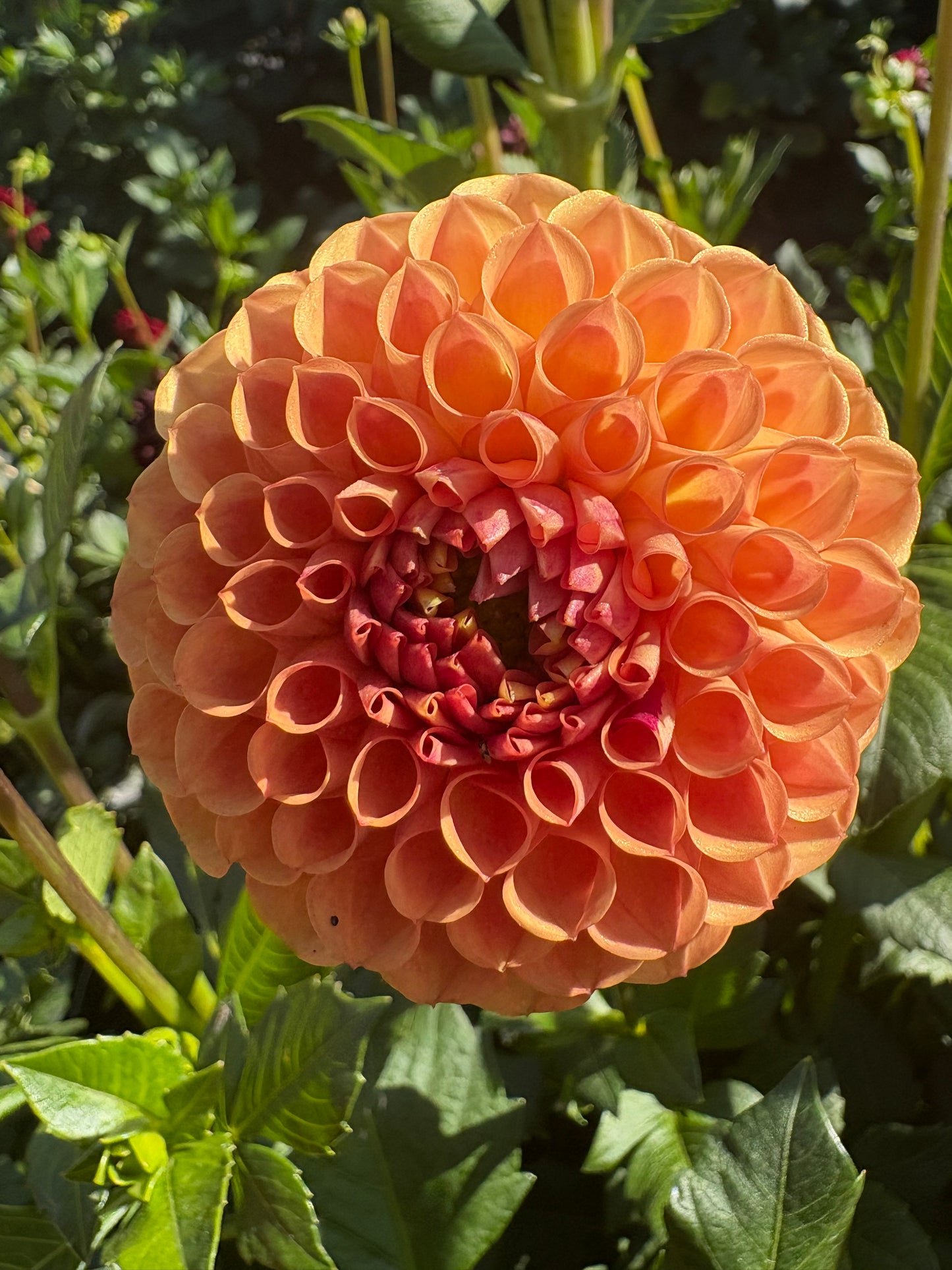 Ball Orange/Maroon Mix