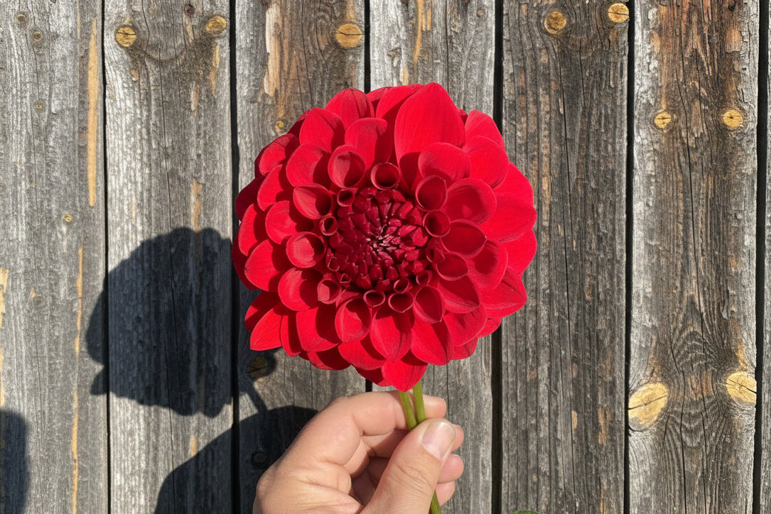 Bloomquist Anew