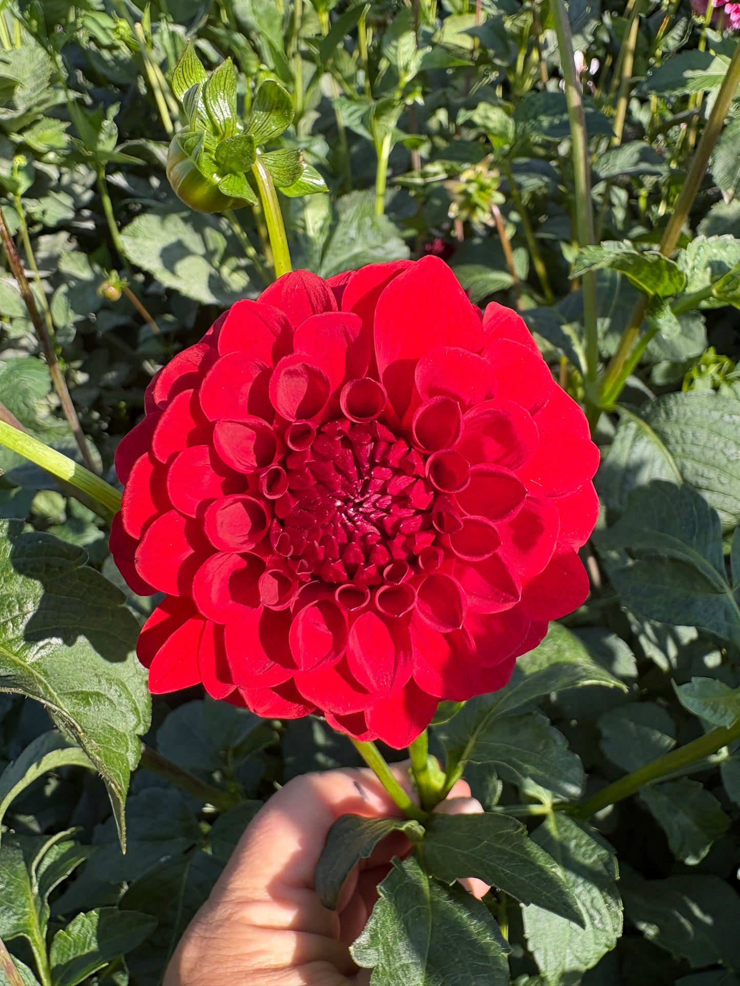 Bloomquist Anew