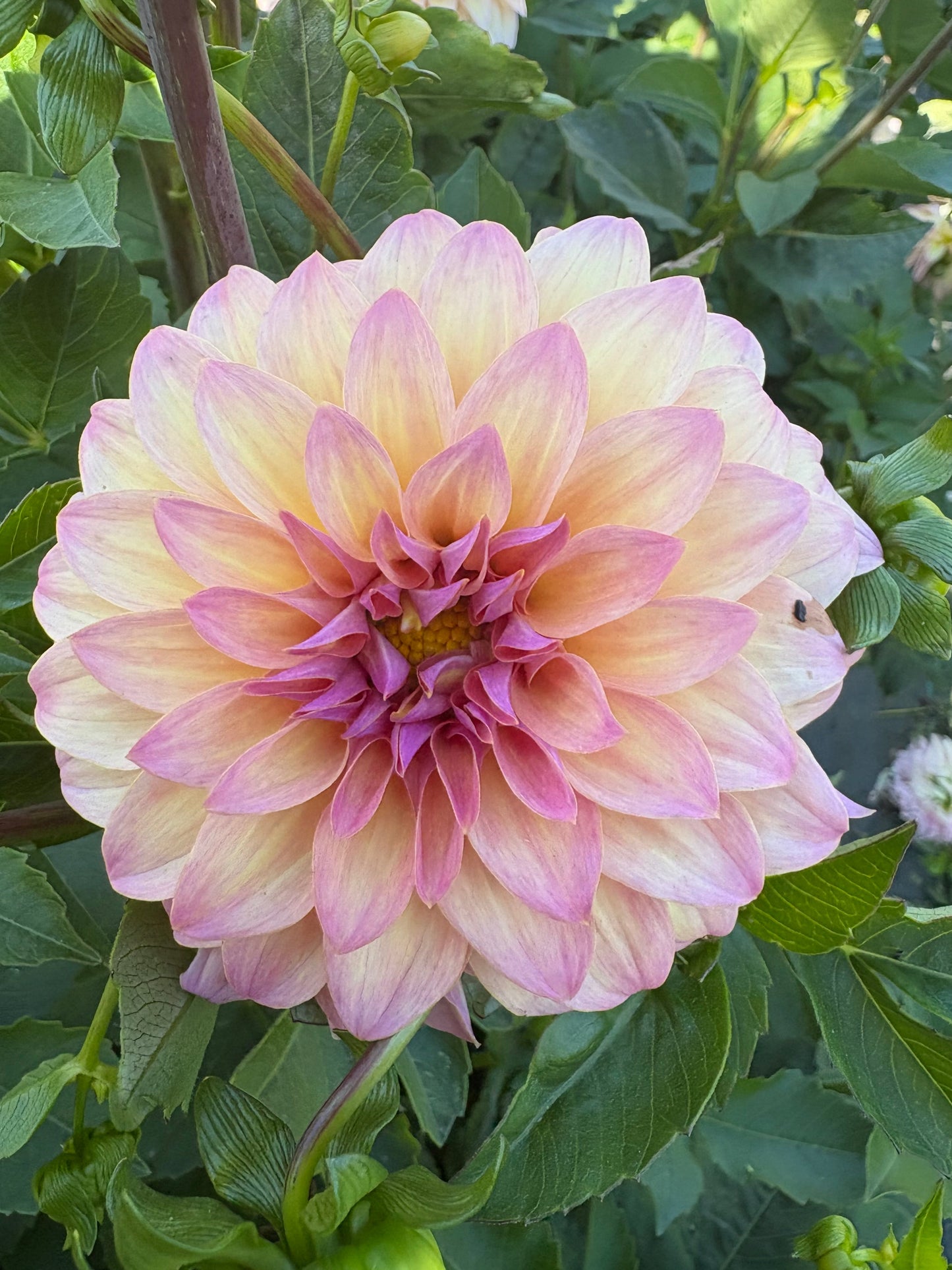 Bloomquist Fredene