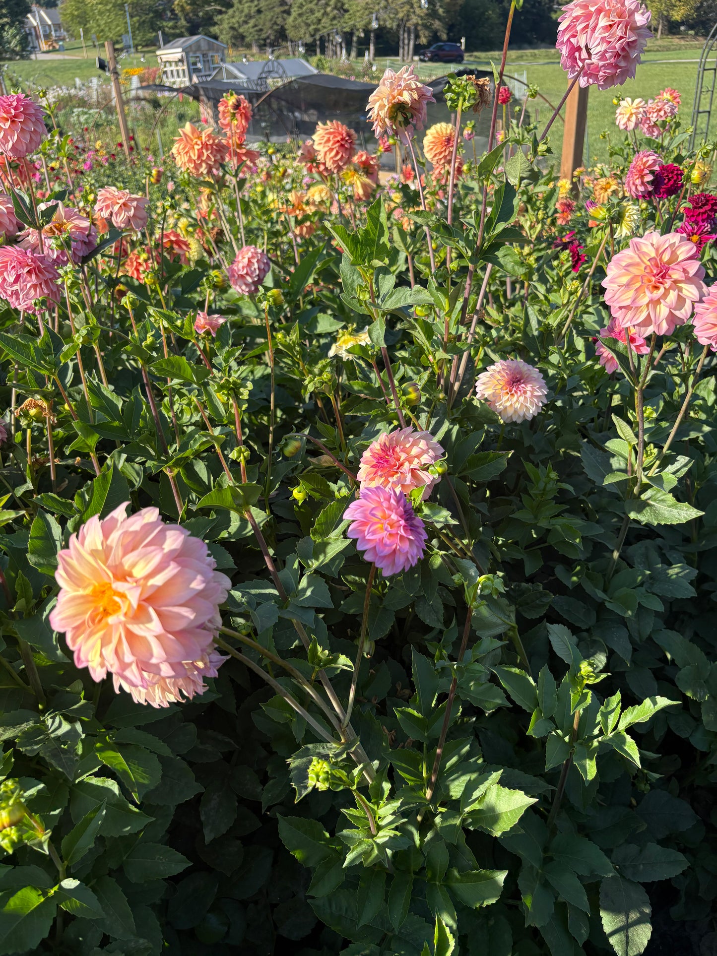 Bloomquist Fredene