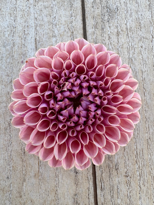 Bracken Rose