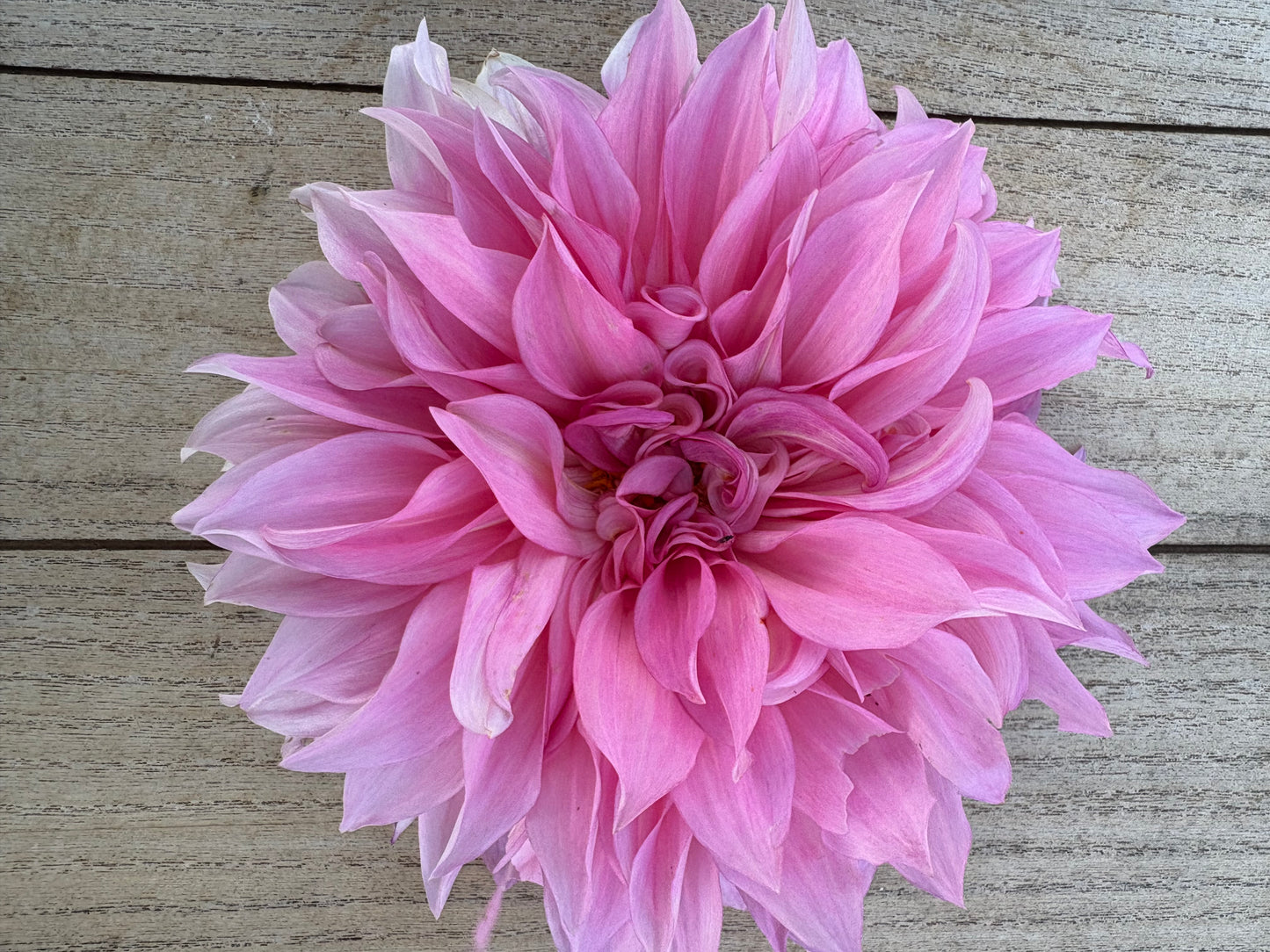 Cafe Au Lait Rose