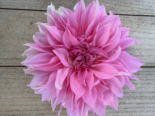 Cafe Au Lait Rose