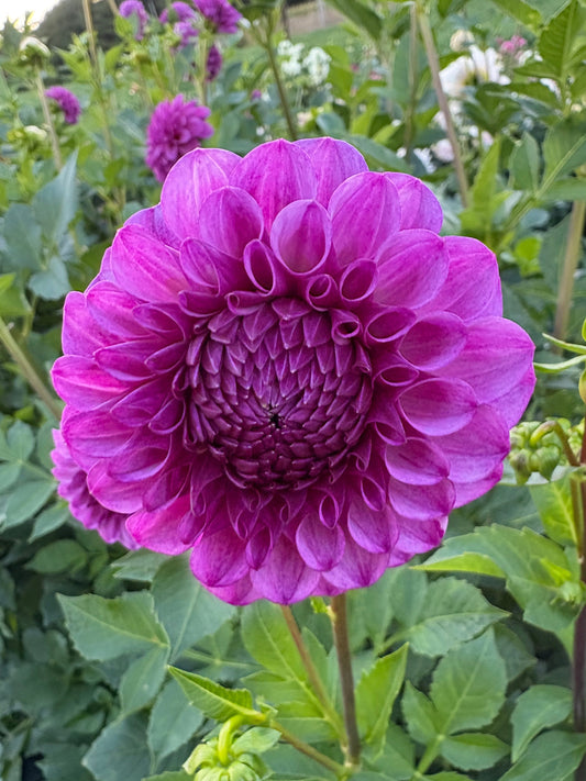 Robann Royal