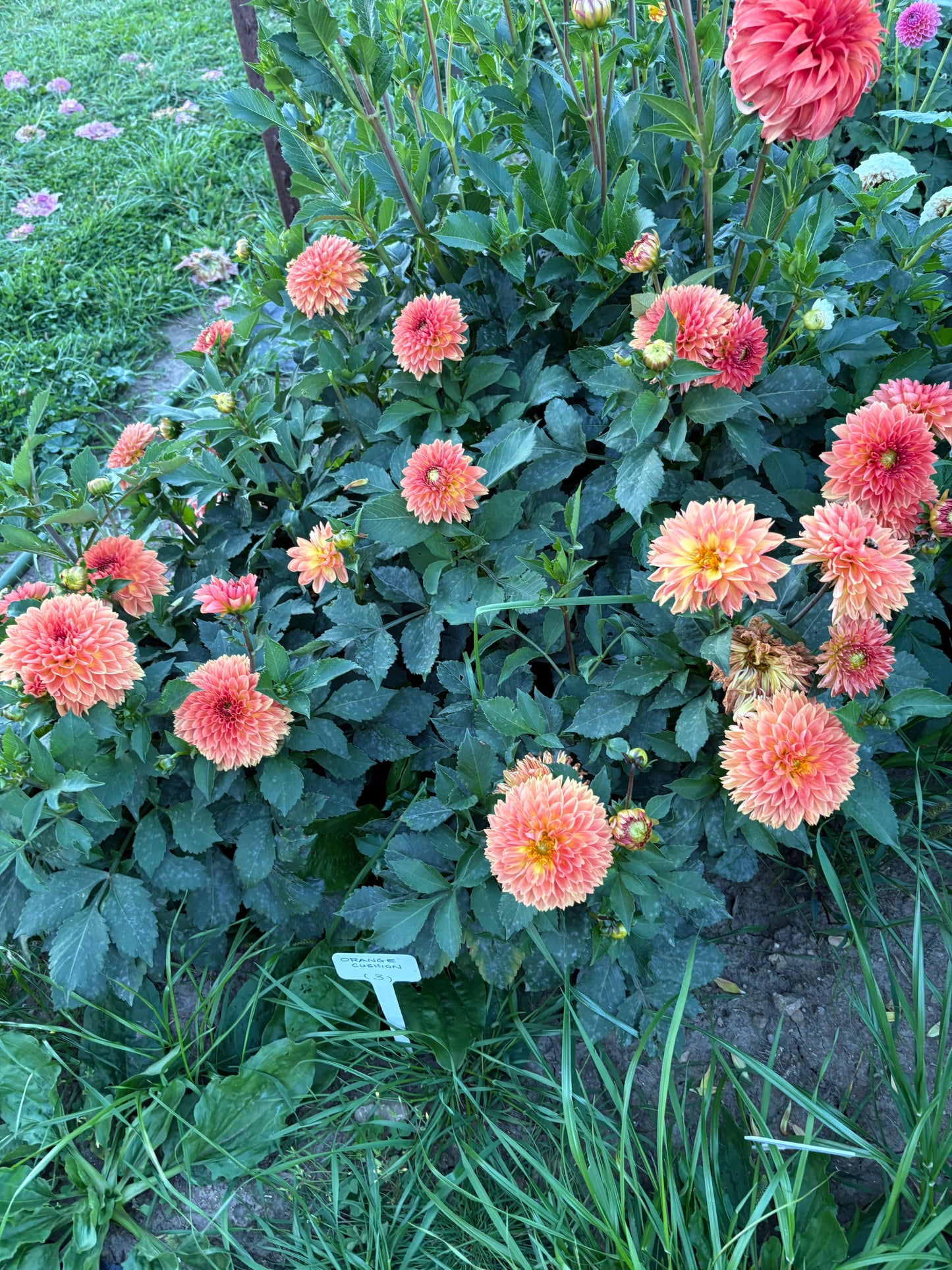 Orange Cushion