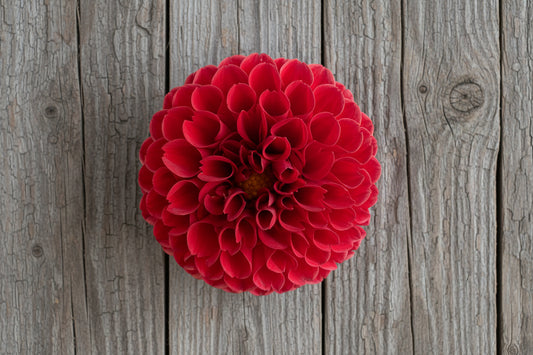 ChiNese Red