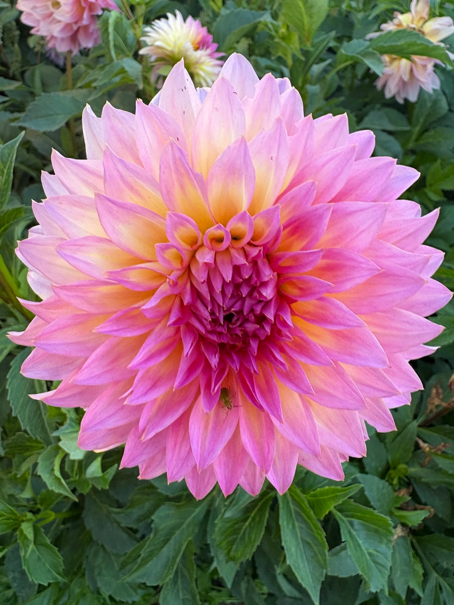 Chimacum Kate