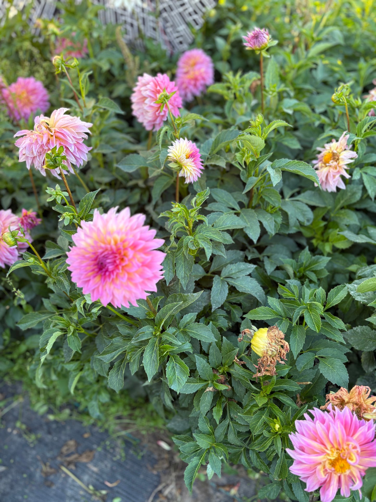 Chimacum Kate