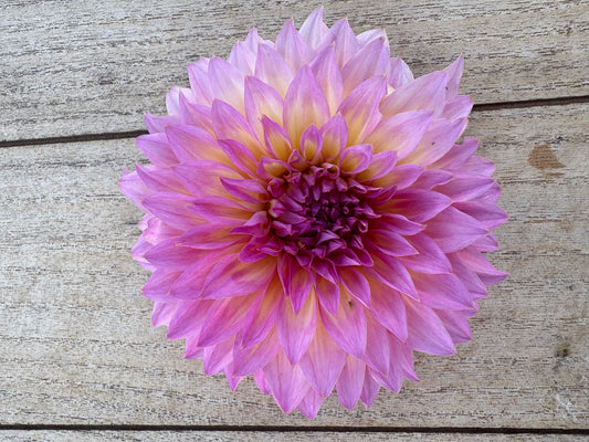 Chimacum Kate