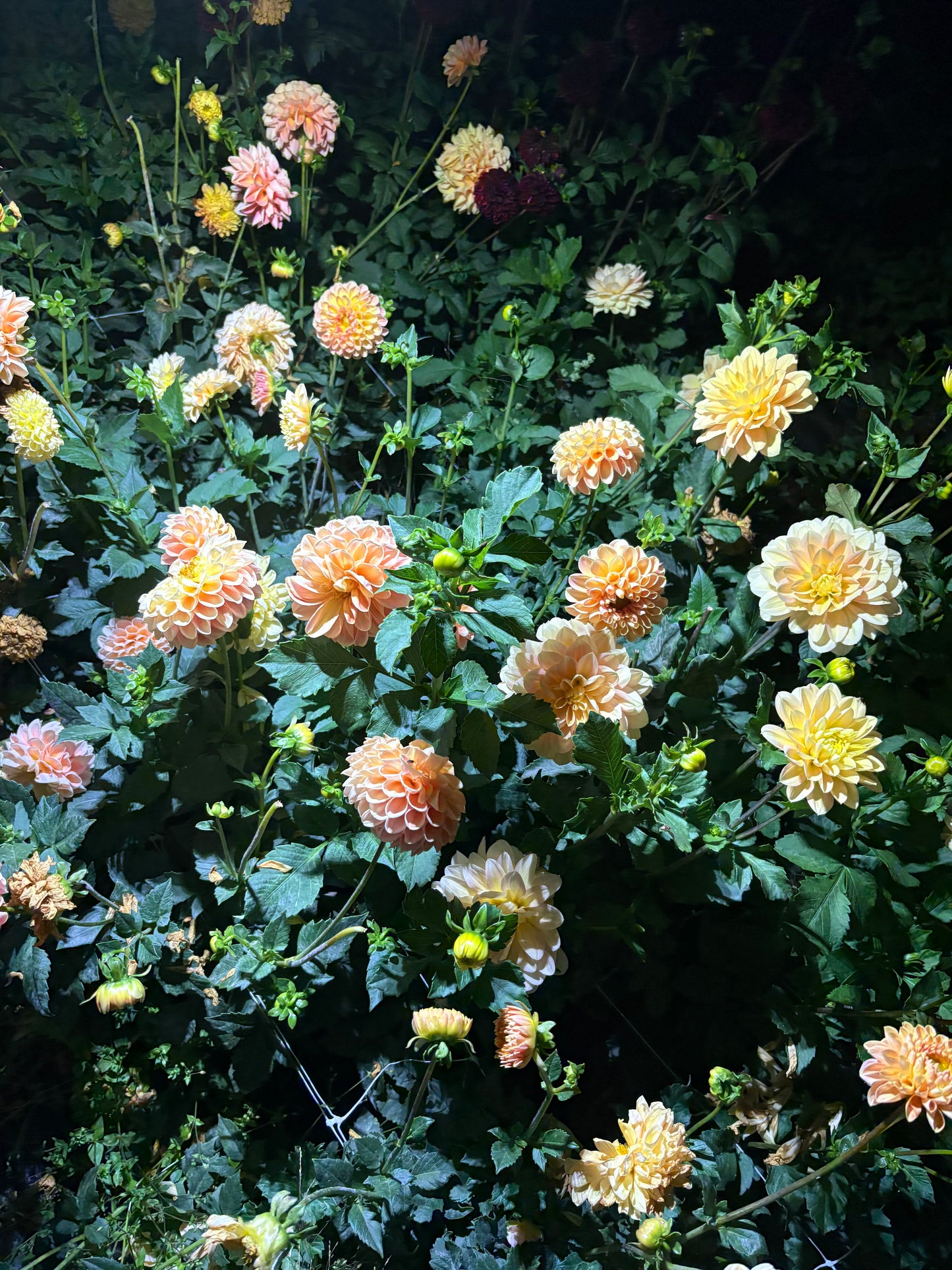 Crichton Honey