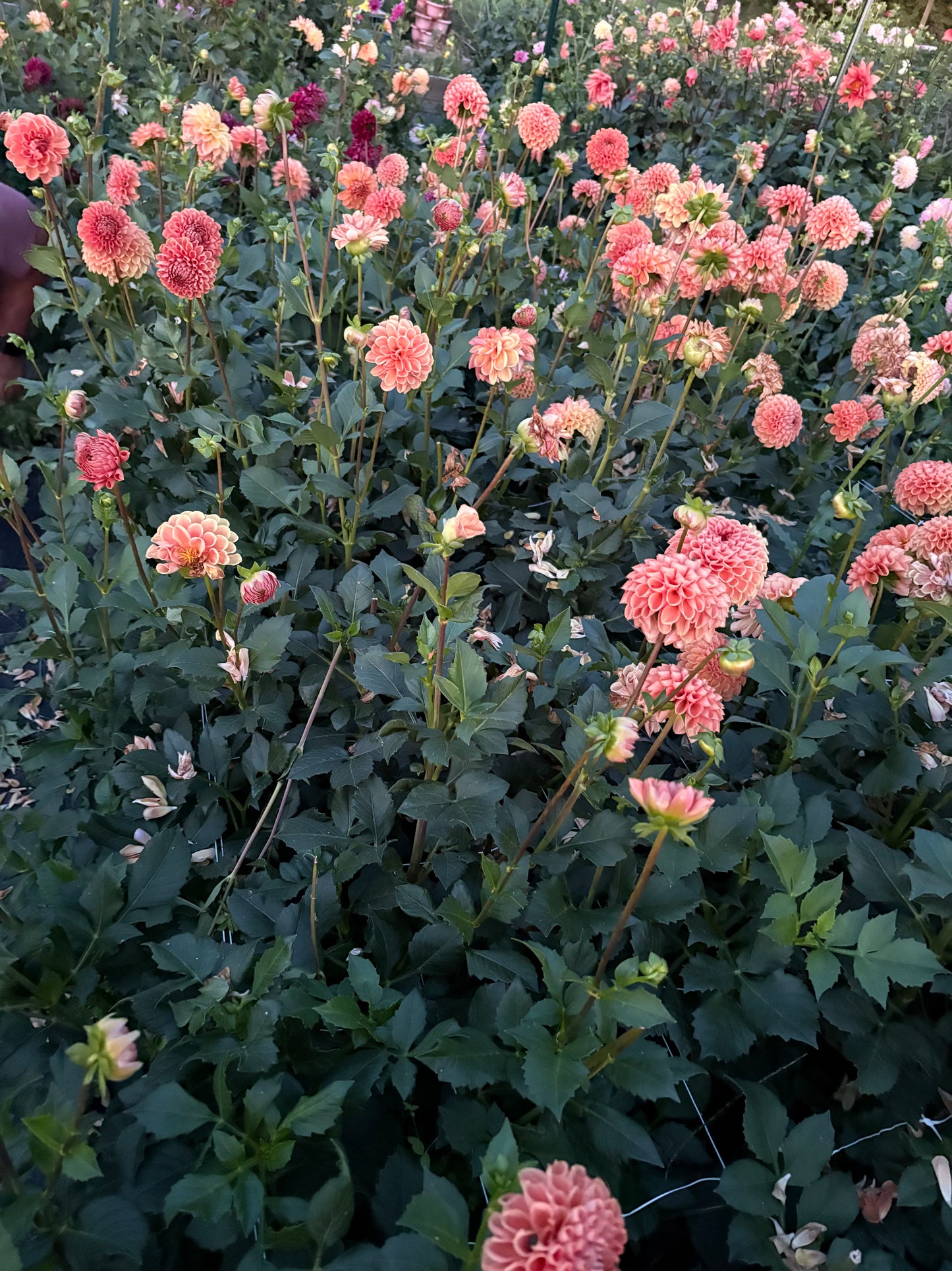 Comet