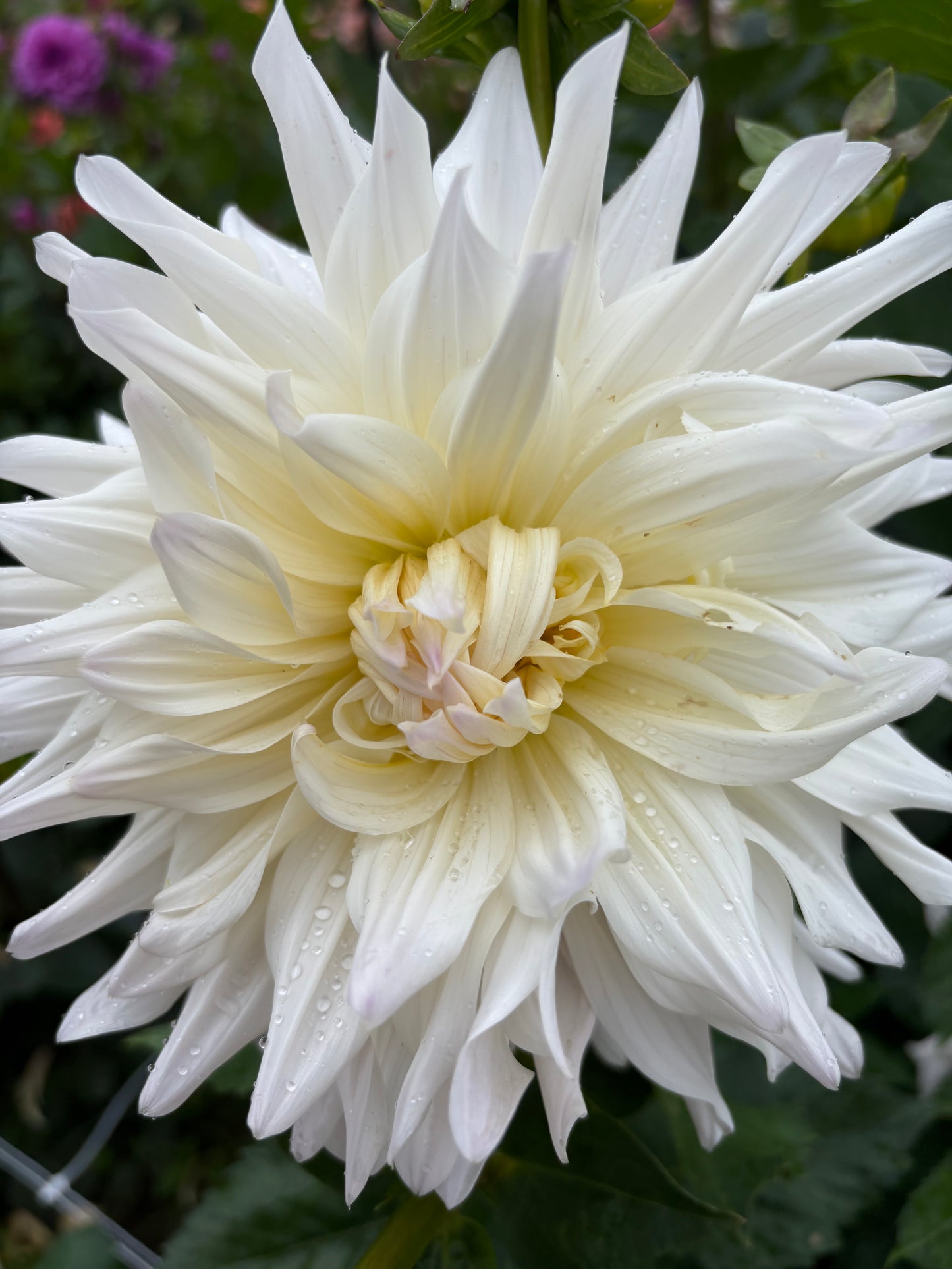 Rouge Starburst