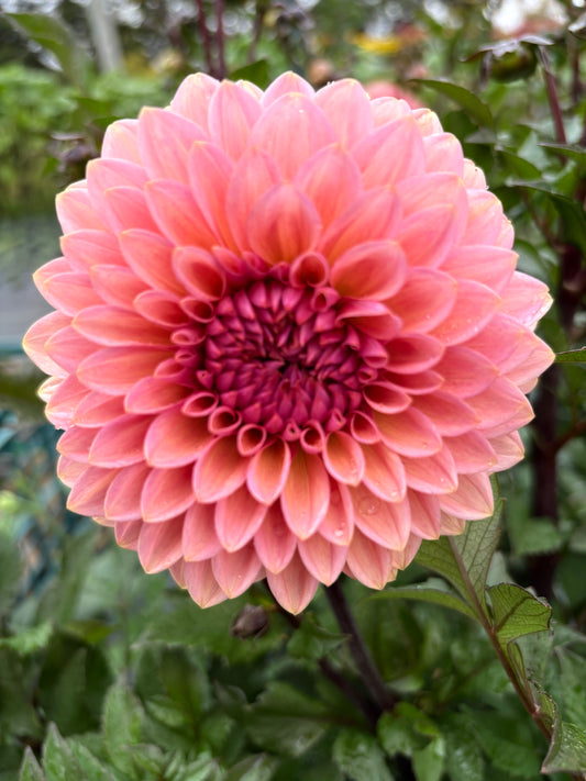 Sweet Sanne