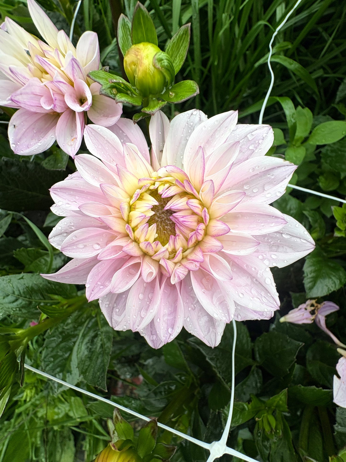 Strawberry N'Cream