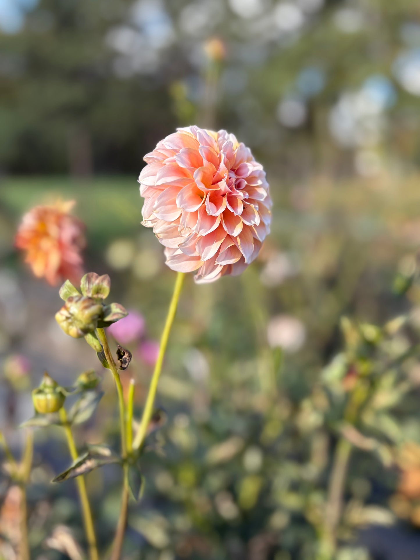 Peaches N' Cream
