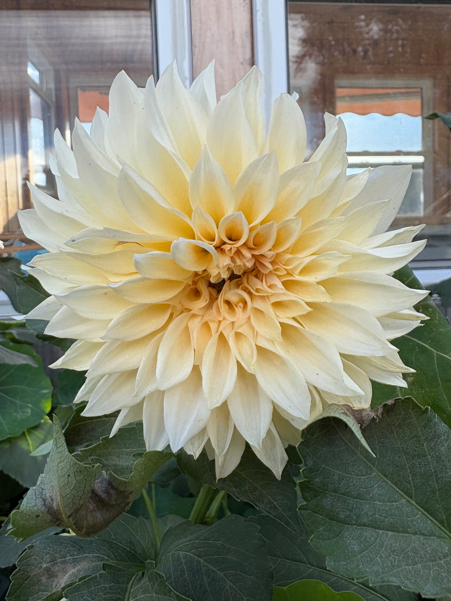 Cafe Au Lait