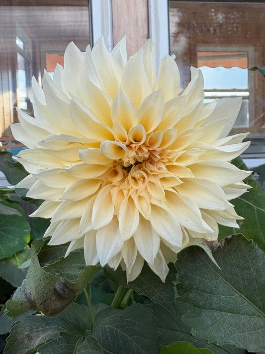 Cafe Au Lait