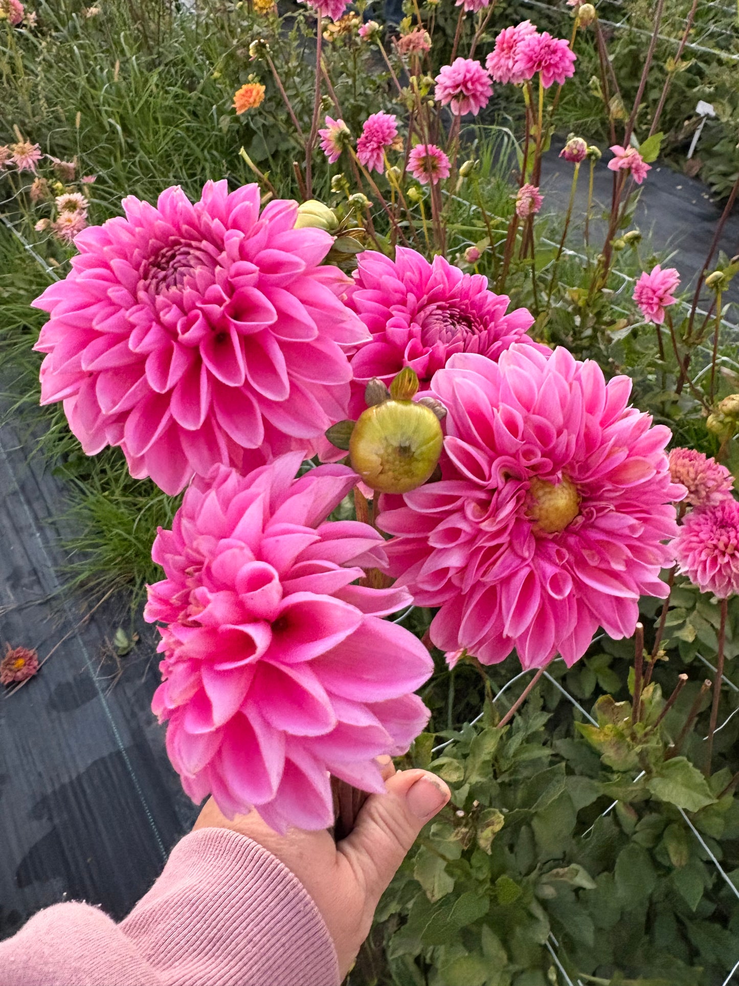 Boom Boom Pink