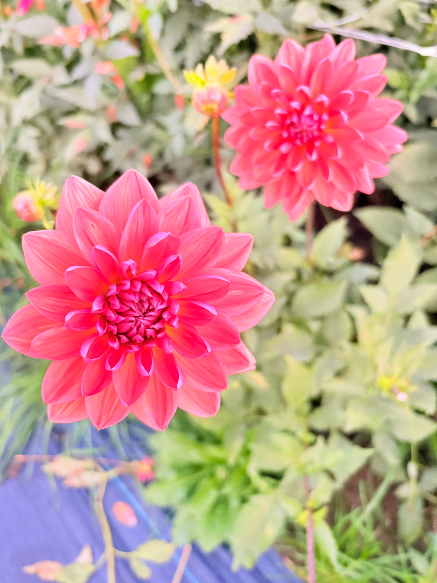 Dutch Pearl