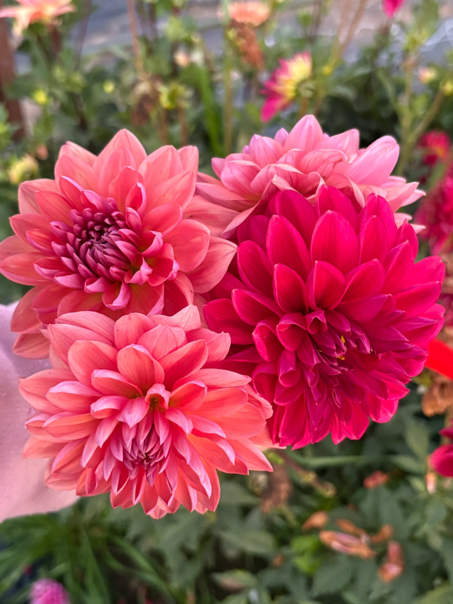 Dutch Pearl