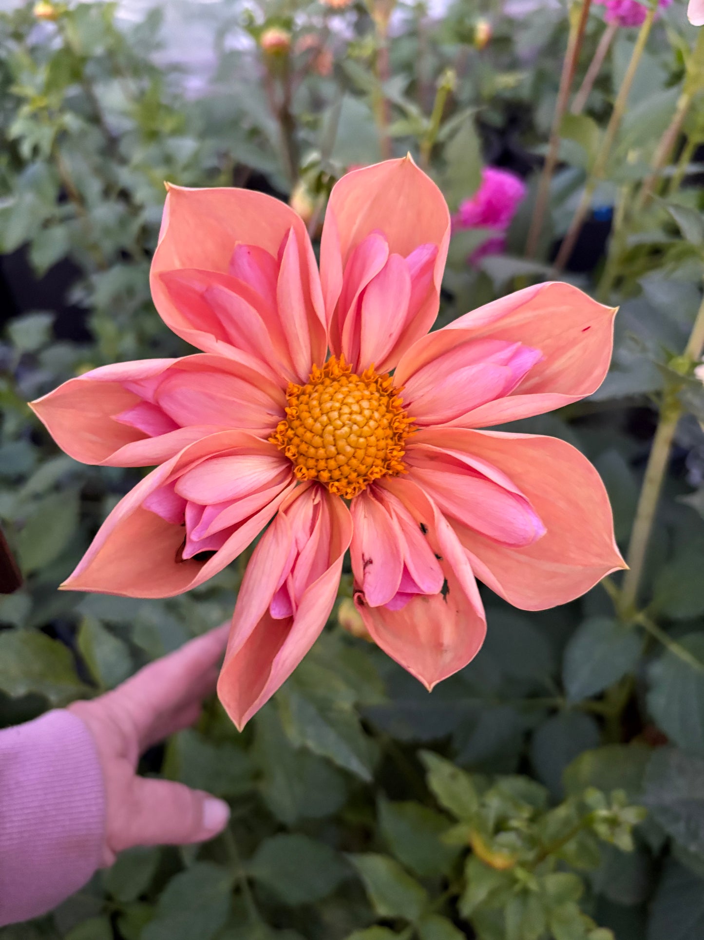 Collarette Curiosities Dahlia Seed Mix