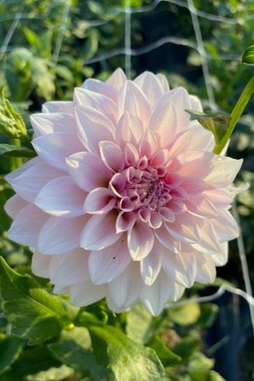 Cornel Dahlia