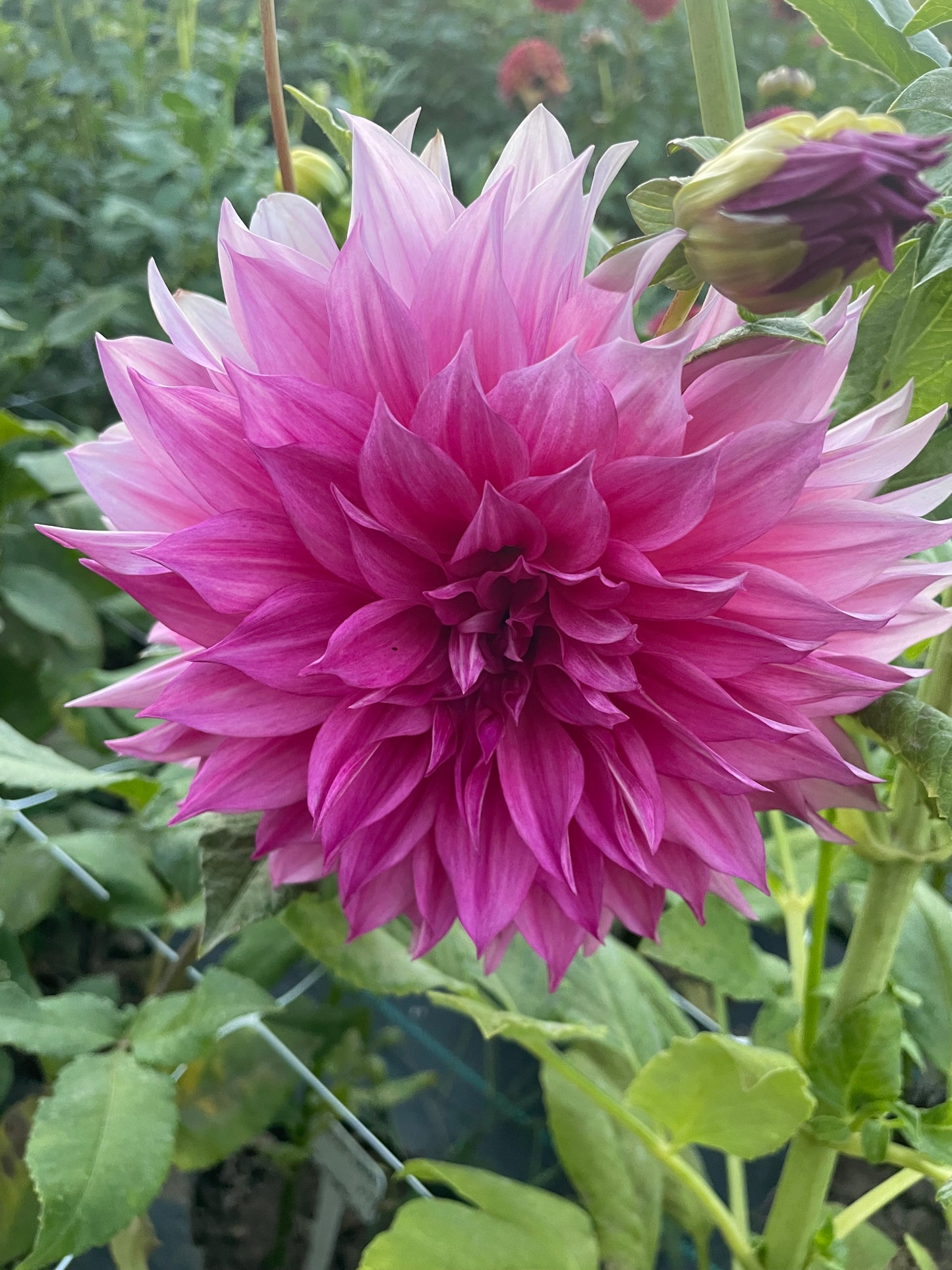 Cafe Au Lait Rose