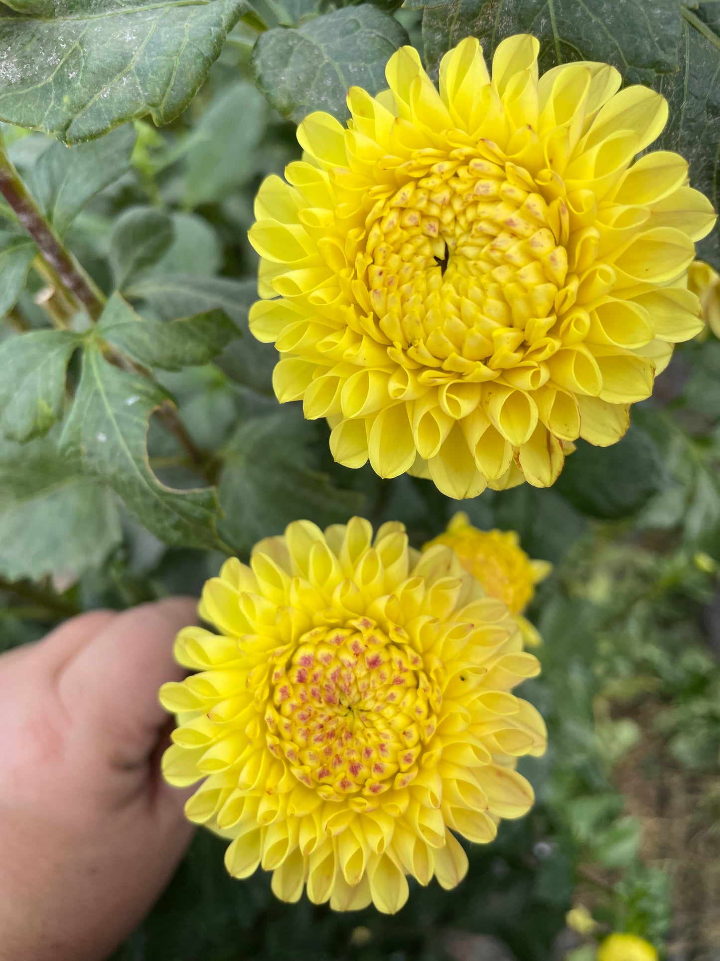 Ferncliff Citron