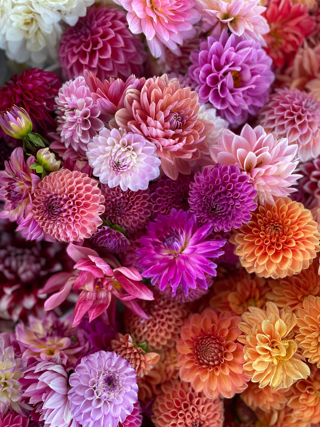 Dog's Rose – Rural Roots Flower Farm