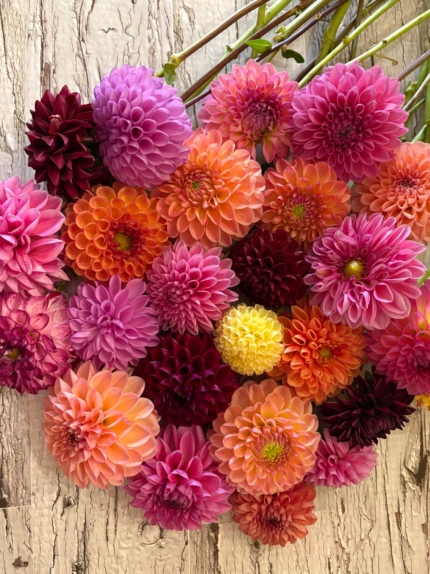 Rural Roots DOUBLES Dahlia Seed Mix