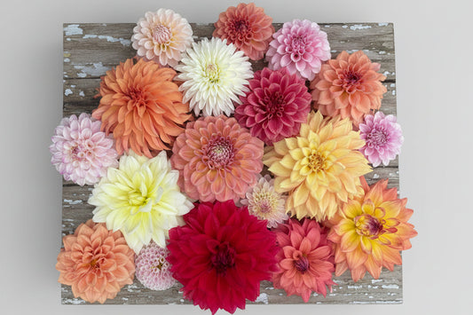 UNICORN Garden Dahlia Seed Mix