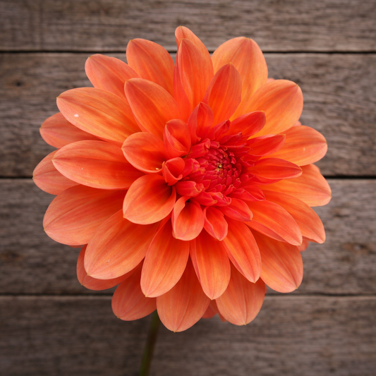Robann Butterscotch